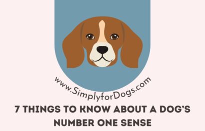 7 Things to Know About a Dog’s Number One Sense