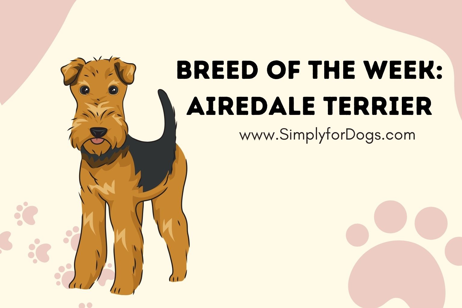 Breed of the Week_ Airedale Terrier