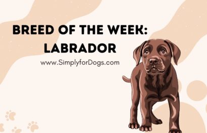 Breed of the Week_ Labrador