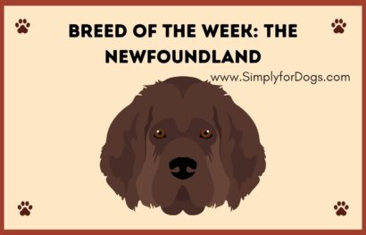 Breed of the Week_ The Newfoundland