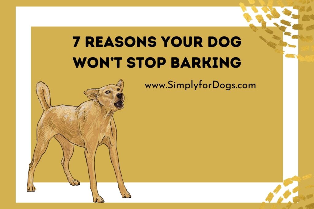 7 Reasons Your Dog Won’t Stop Barking (Barking Limit) Simply For Dogs