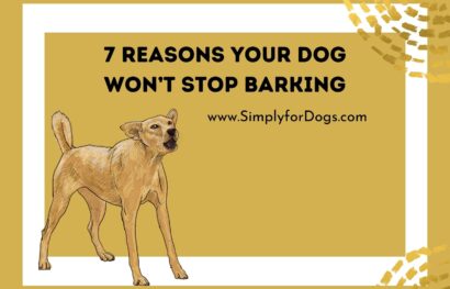 7 Reasons Your Dog Won’t Stop Barking