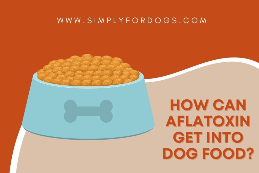 How can Aflatoxin Get into Dog Food? (How to Control) Simply For Dogs