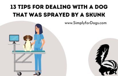 13 Tips for Dealing with a Dog That Was Sprayed by a Skunk