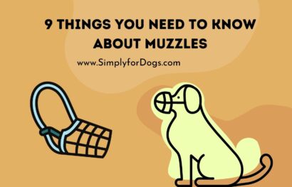 9 Things You Need to Know About Muzzles