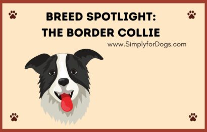 Breed Spotlight_ The Border Collie