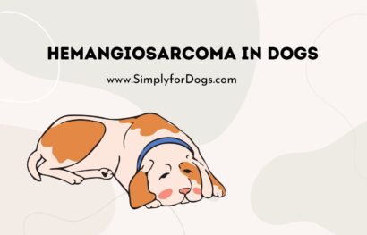 Hemangiosarcoma in Dogs