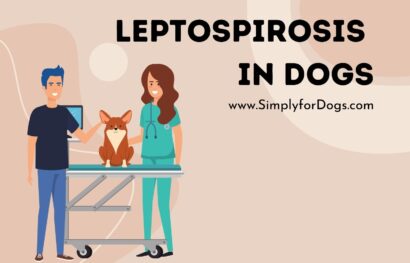 Leptospirosis in Dogs