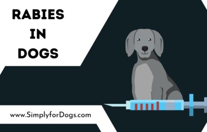 Rabies in Dogs