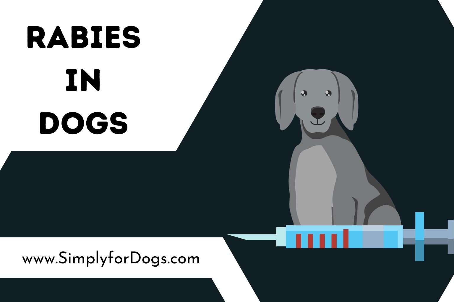 Rabies in Dogs