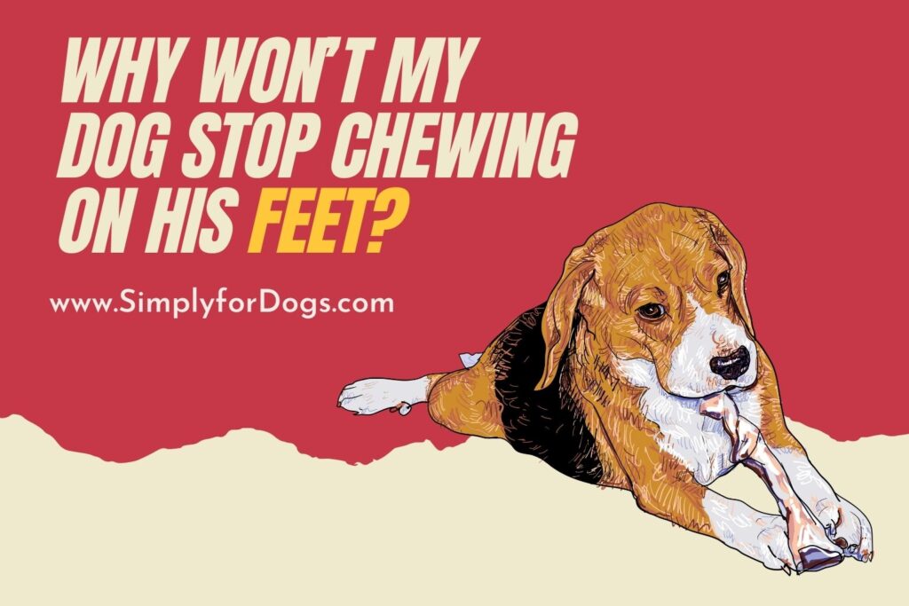 Why Won’t My Dog Stop Chewing on His Feet? (Dog Behavior) Simply For Dogs