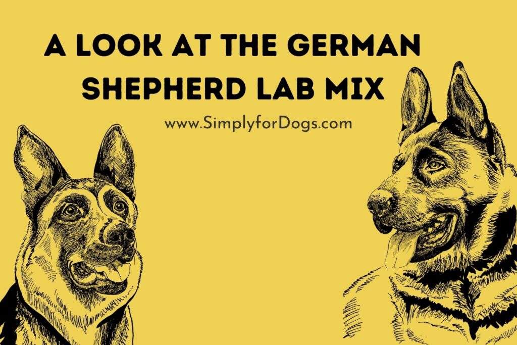 A Look at the German Shepherd Lab Mix (Detailed Information) Simply