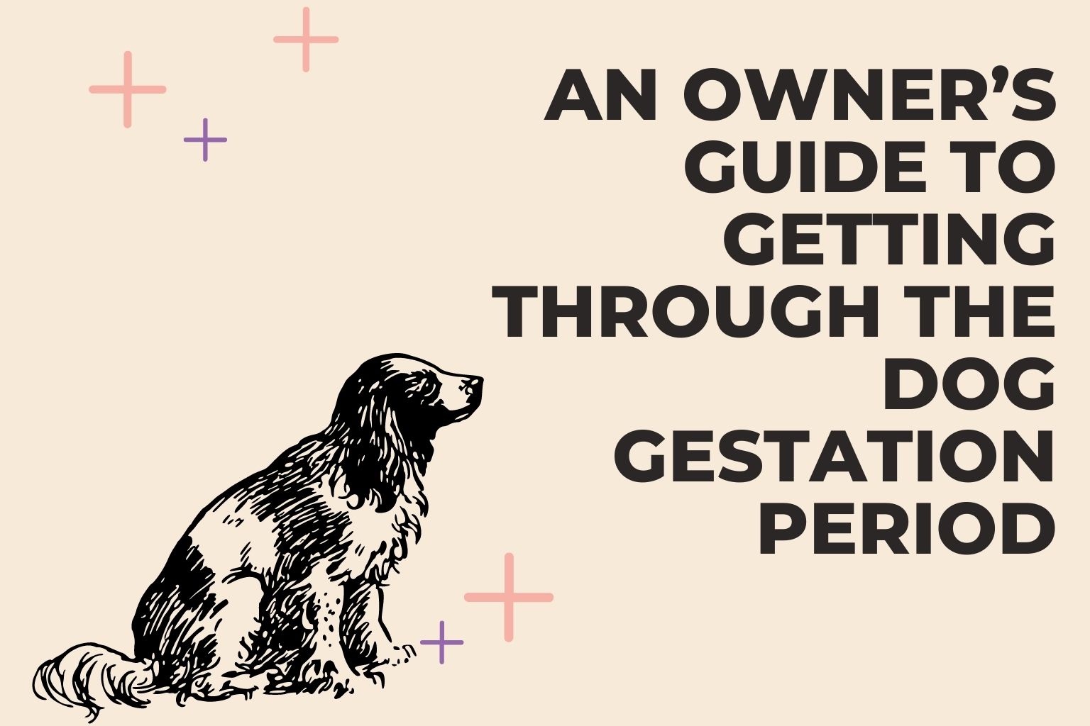 An Owner s Guide To Getting Through The Dog Gestation Period Easy Tips 