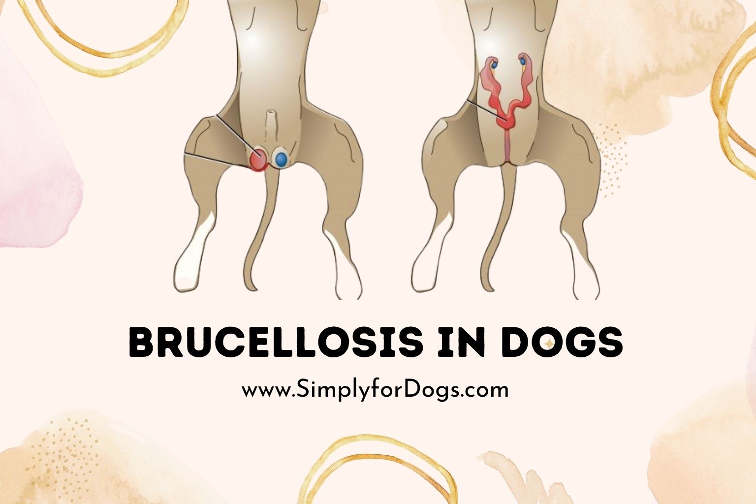 Brucellosis in Dogs