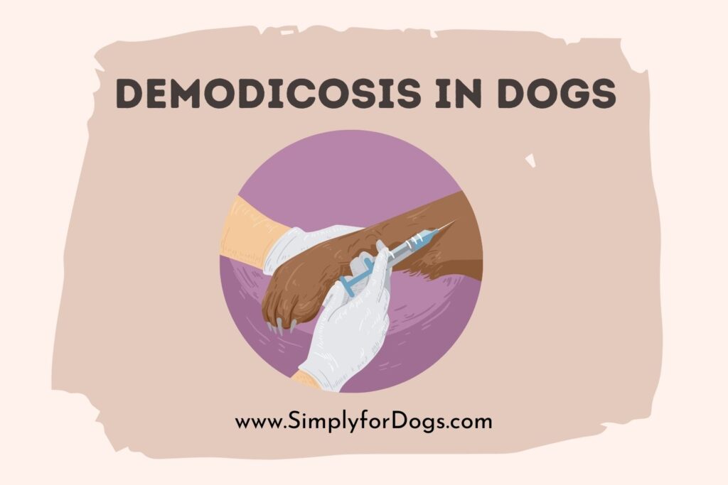 demodicosis-in-dogs-causes-and-effects-simply-for-dogs