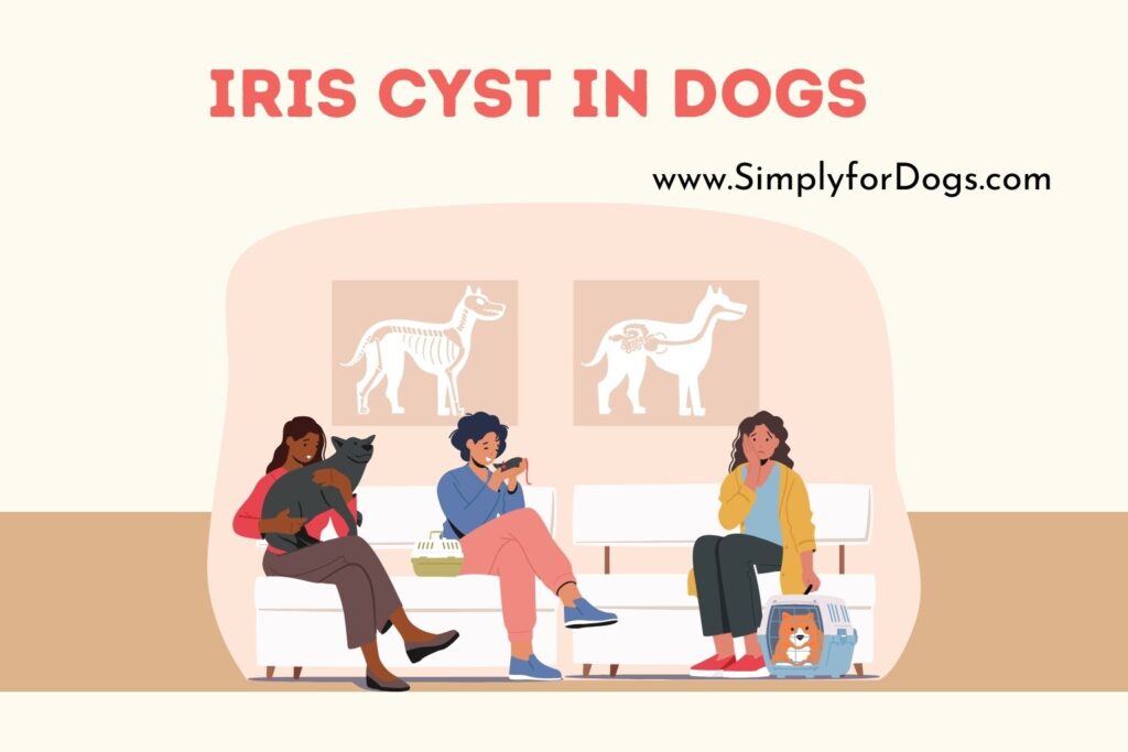 Iris Cyst in Dogs (Permanent Treatment) Simply For Dogs