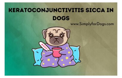 Keratoconjunctivitis Sicca in Dogs