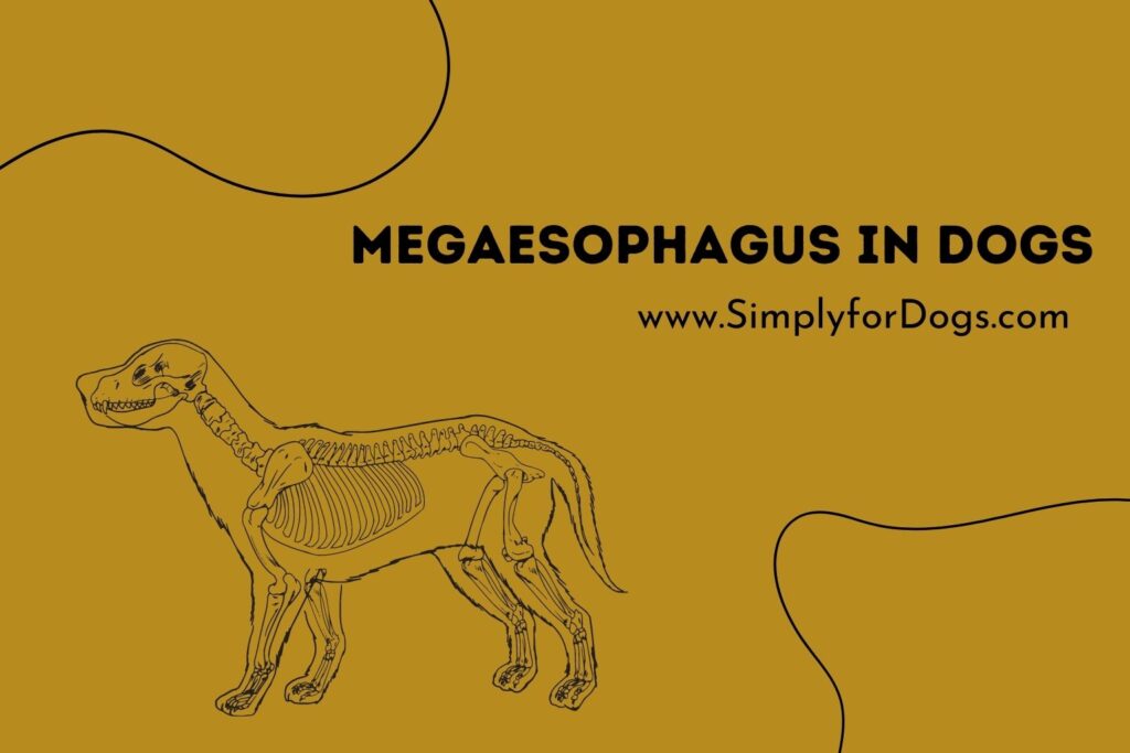 Megaesophagus in Dogs (Time, Effects & Risks) Simply For Dogs