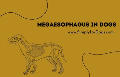 Megaesophagus in Dogs