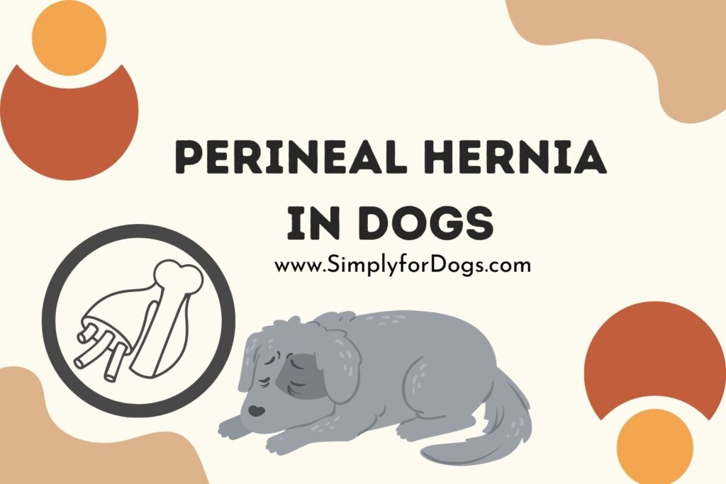 Perineal Hernia in Dogs (Effective Treatment) Simply For Dogs