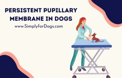 Persistent Pupillary Membrane in Dogs