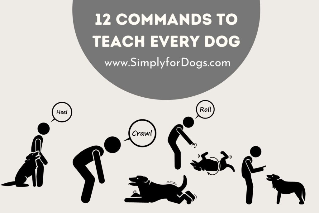 12 Commands to Teach Every Dog (Simple Steps) Simply For Dogs