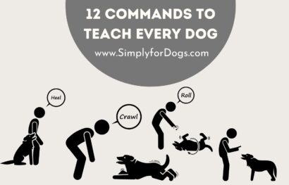 12 Commands to Teach Every Dog