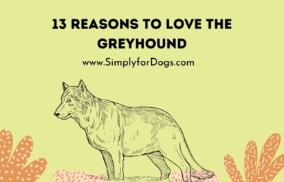 13 Reasons to Love the Greyhound