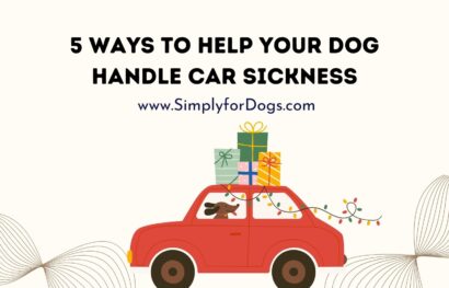 5 Ways to Help Your Dog Handle Car Sickness