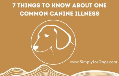 7 Things to Know About One Common Canine Illness