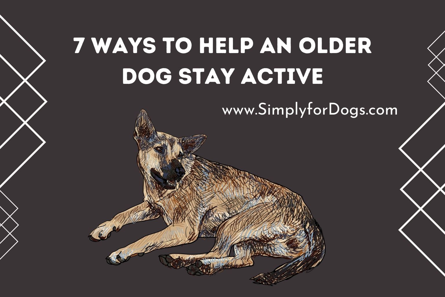 7 Ways to Help an Older Dog Stay Active