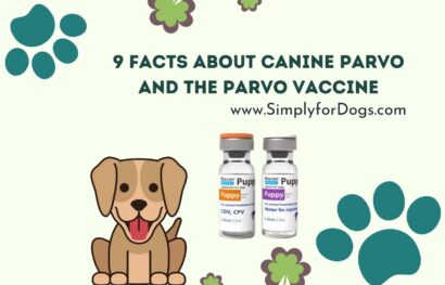 9 Facts About Canine Parvo and the Parvo Vaccine