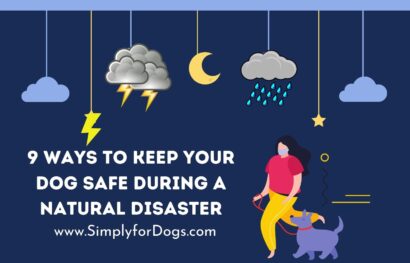 9 Ways to Keep Your Dog Safe During a Natural Disaster