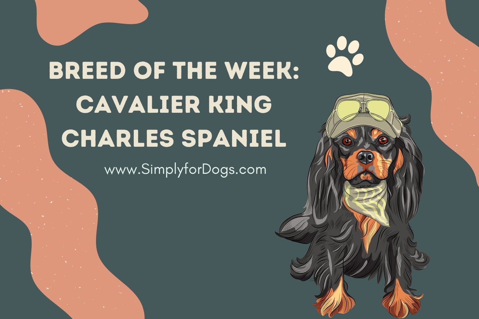 Breed of the Week_ Cavalier King Charles Spaniel