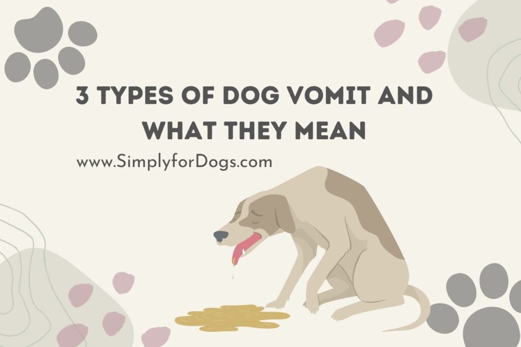 3 Types of Dog Vomit and What They Mean (Treatment Tips) - Simply For Dogs