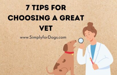 7 Tips for Choosing a Great Vet