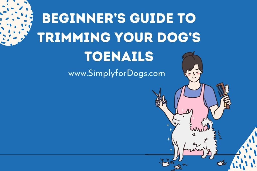 Beginner’s Guide to Trimming Your Dog’s Toenails (What's Important