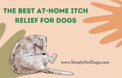 The Best At-Home Itch Relief for Dogs