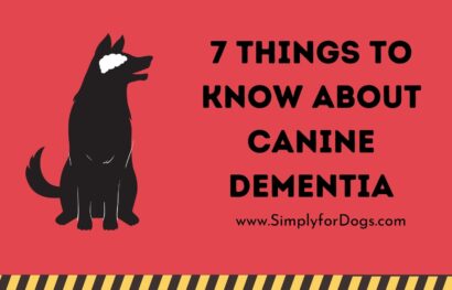 7 Things to Know About Canine Dementia