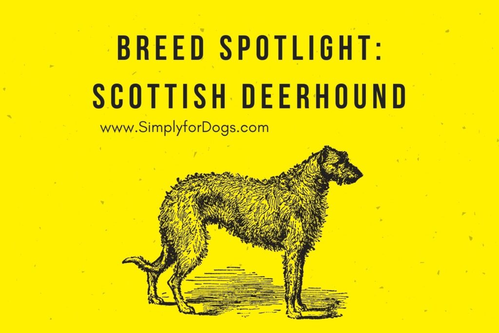 Breed Spotlight Scottish Deerhound (Detailed Information) Simply For