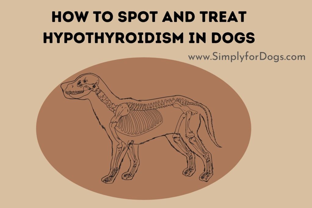 How to Spot and Treat Hypothyroidism in Dogs (Simple Tips) Simply For