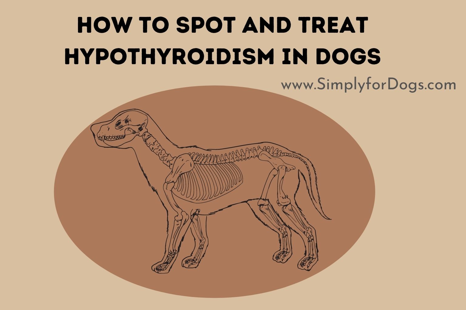 How to Spot and Treat Hypothyroidism in Dogs