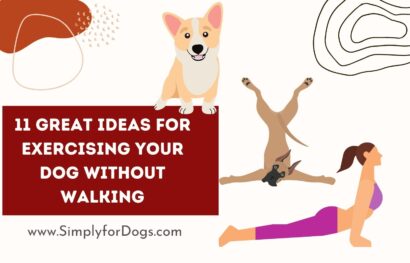 11 Great Ideas for Exercising Your Dog Without Walking