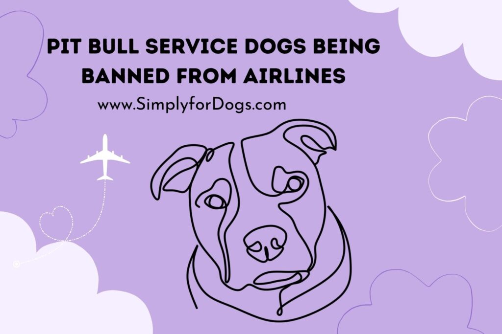 Pit Bull Service Dogs Being Banned from Airlines (Rude or Good?) Simply For Dogs