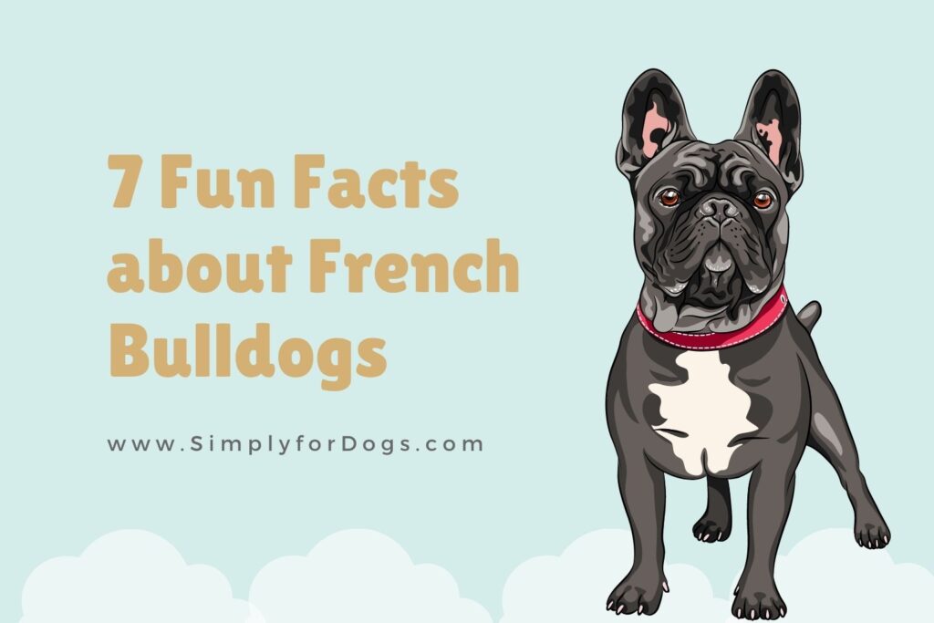7 Fun Facts about French Bulldogs (Detailed Information) - Simply For Dogs