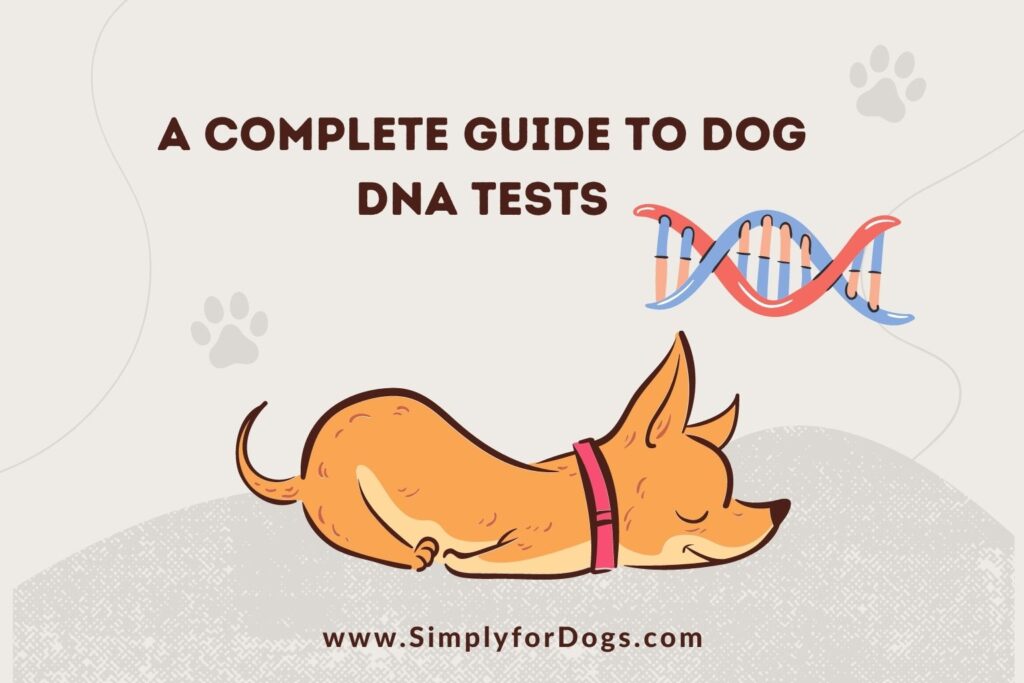 A Complete Guide to Dog DNA Tests (What Experts Say) Simply For Dogs