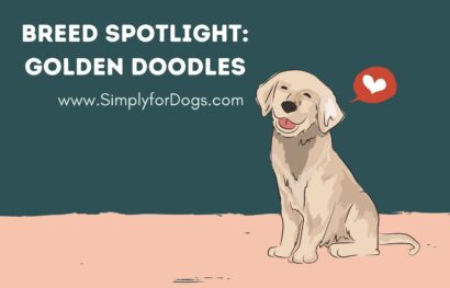 Breed Spotlight_ Golden Doodles