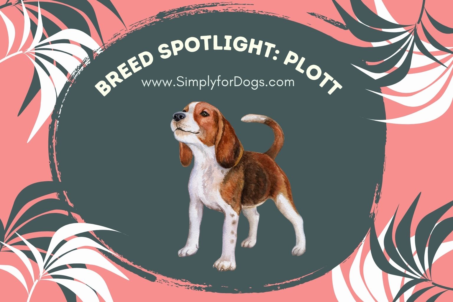 Breed Spotlight_ Plott