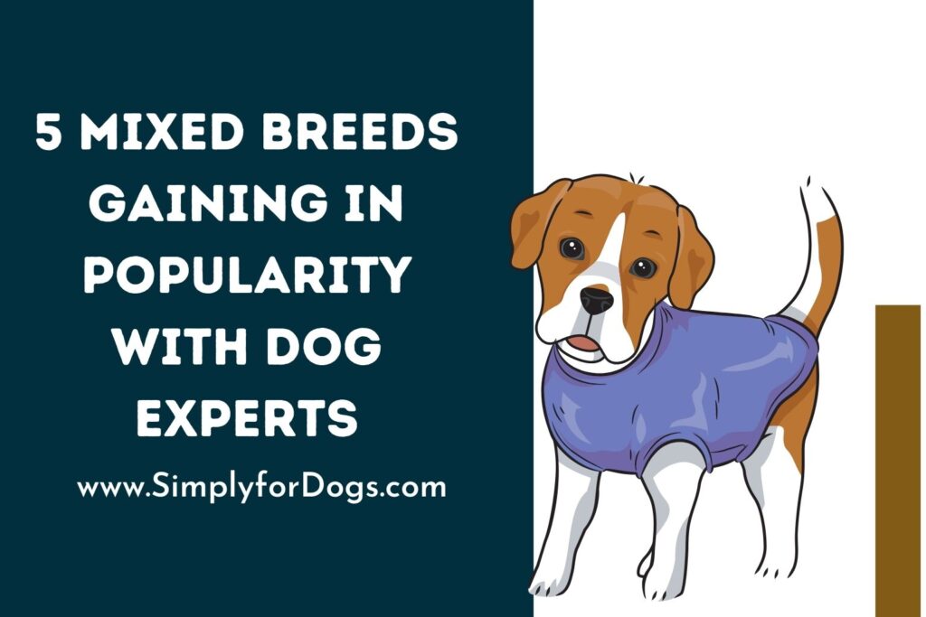 5 Mixed Breeds Gaining in Popularity with Dog Experts (Best Suggestion