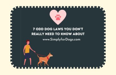 7 Odd Dog Laws You Don’t REALLY Need to Know About